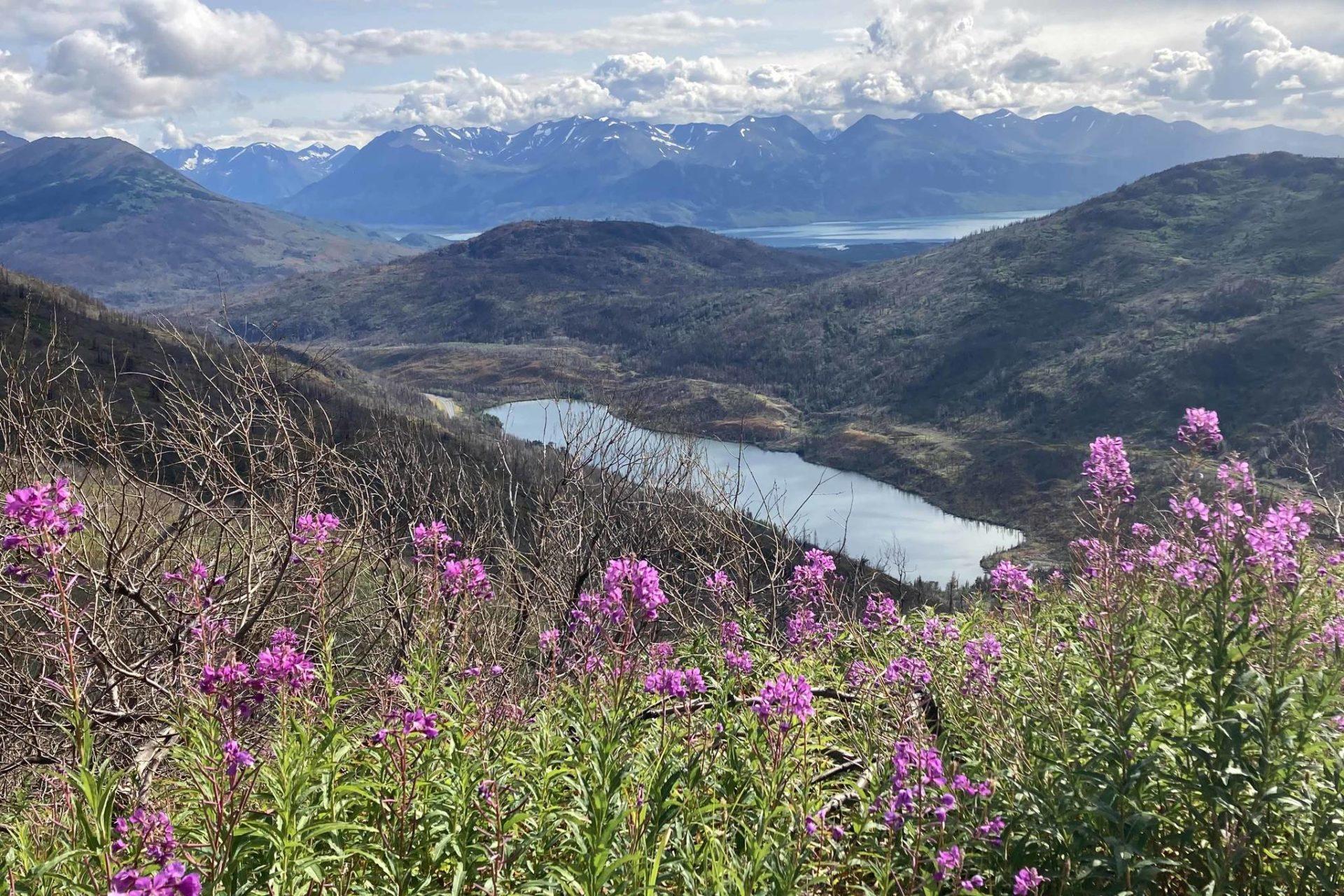 Alaska ‘Super Bloom’: the Beauty of Regrowth